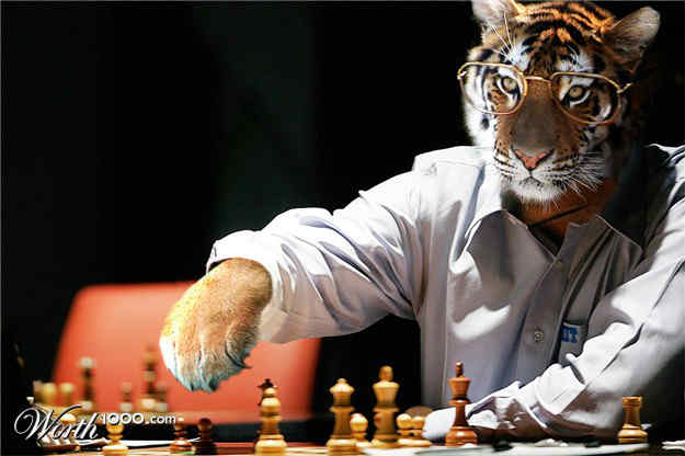 Tiger player