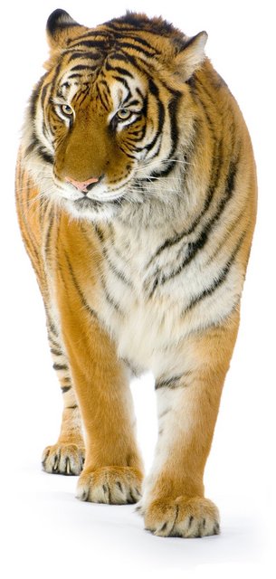 pacing tiger